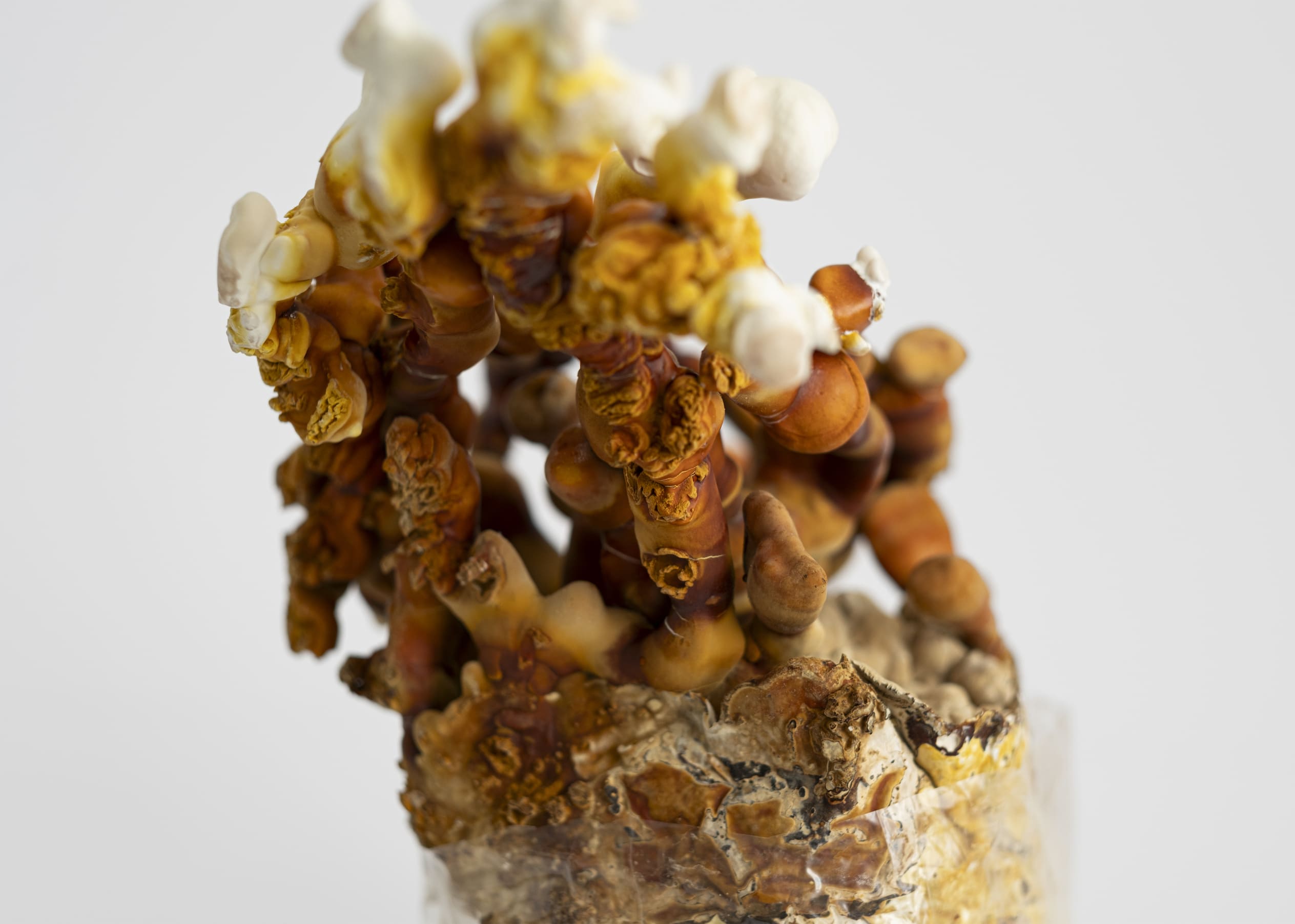 Reishi grybų auginimo rinkinys | DYDIS S - Image 3