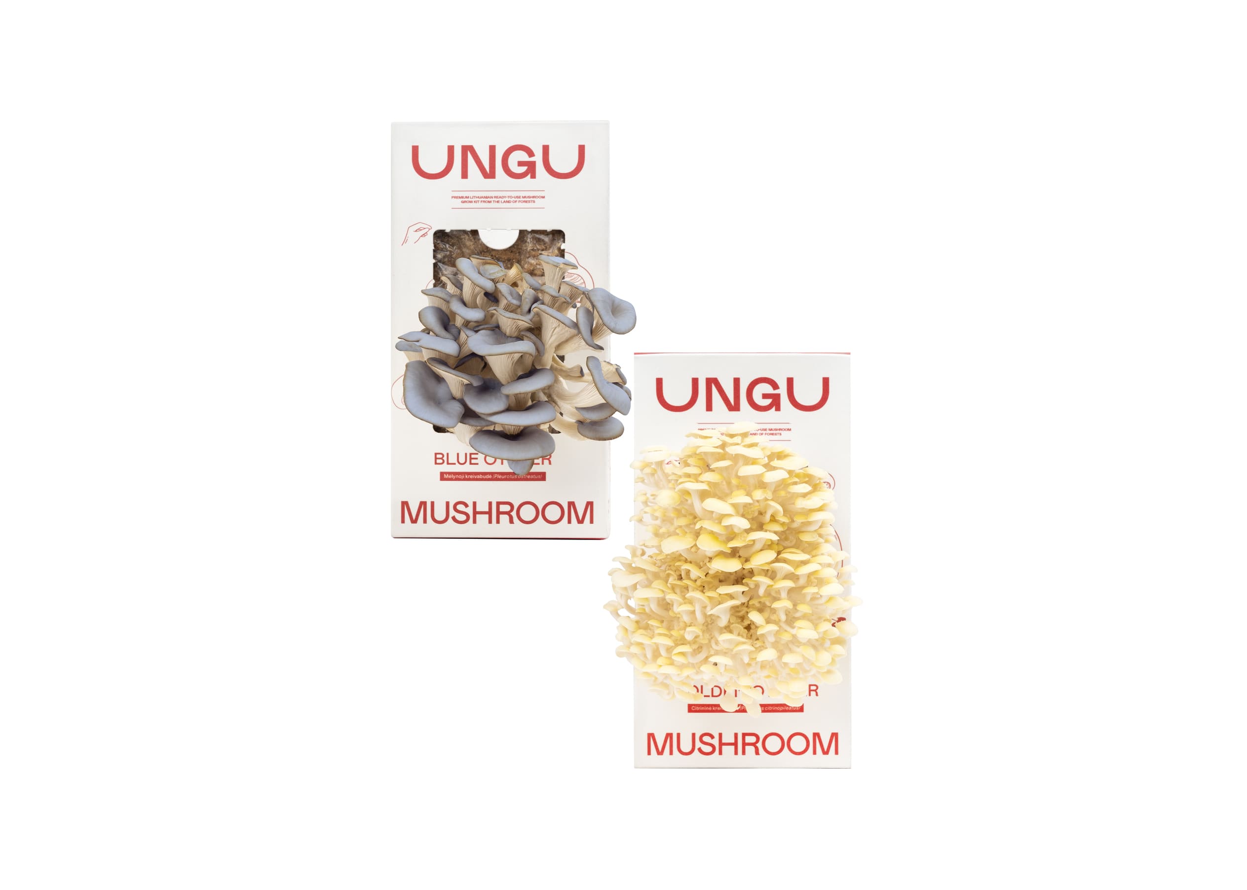 BLUE & GOLDEN OYSTER MUSHROOM GROW KITS | SIZE S - Image 2