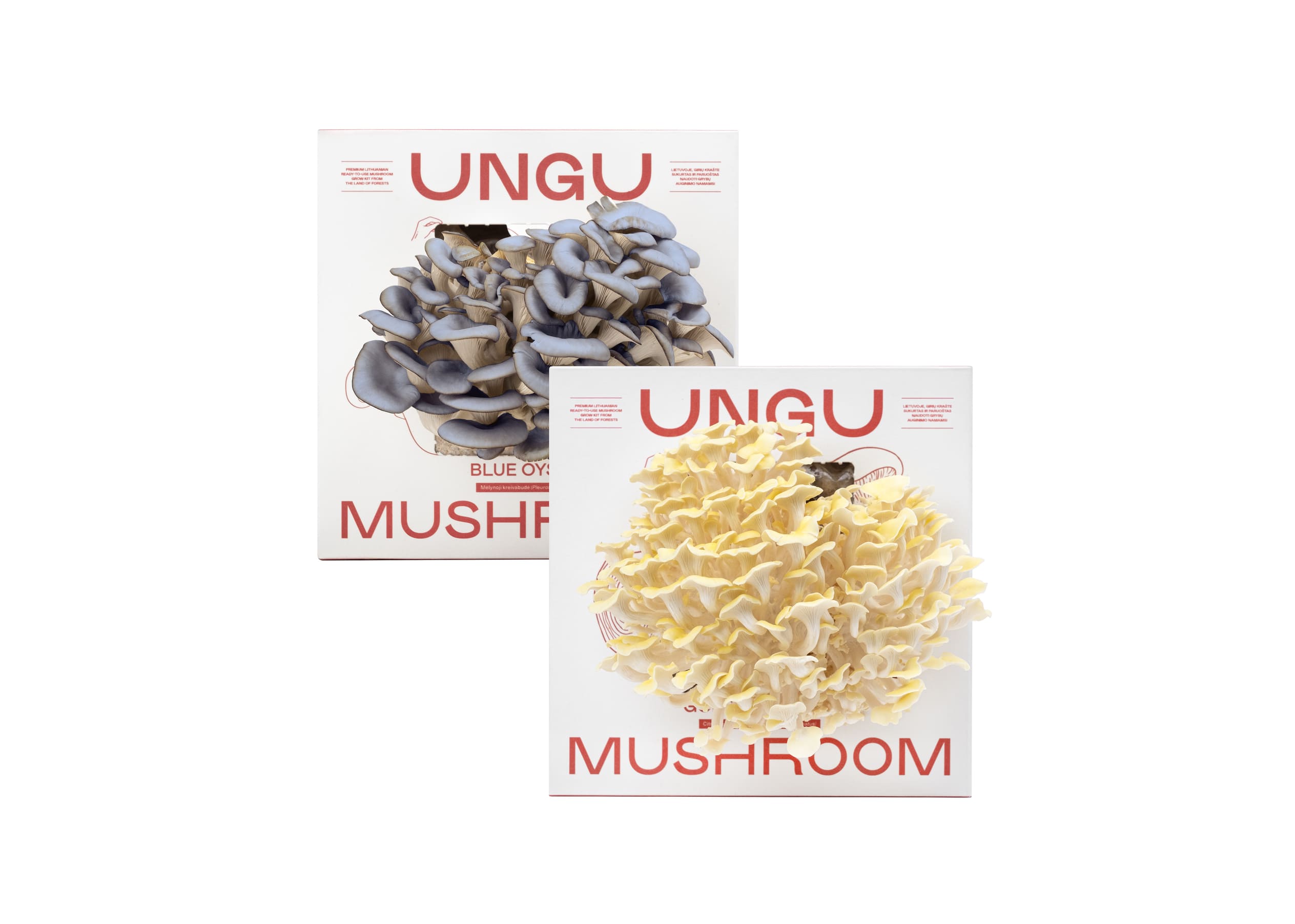 BLUE & GOLDEN OYSTER MUSHROOM GROW KITS | SIZE M - Image 4
