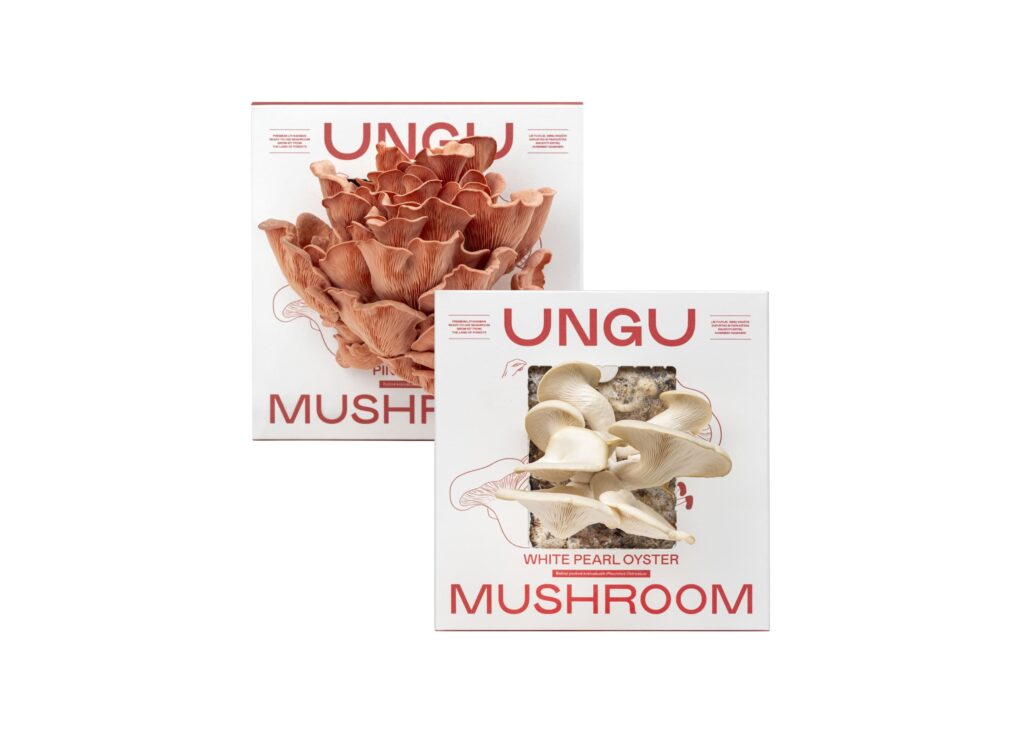 WHITE & PINK OYSTER MUSHROOM GROW KITS | SIZE M - Image 2