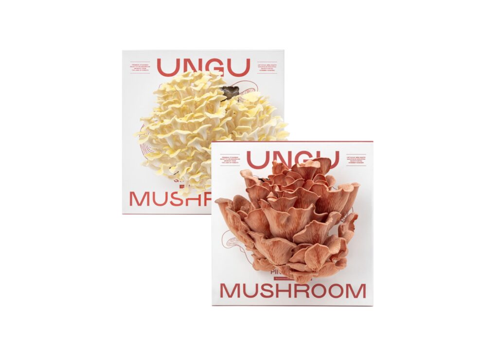 PINK & GOLDEN OYSTER MUSHROOM GROW KITS | SIZE M - Image 2