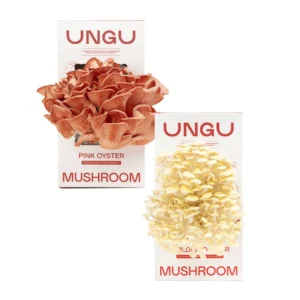 PINK & GOLDEN OYSTER MUSHROOM GROW KITS | SIZE S