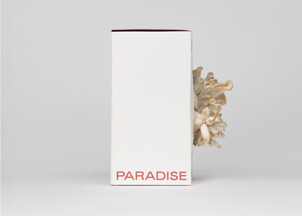 WHITE & PINK OYSTER MUSHROOM GROW KITS | SIZE S - Image 5