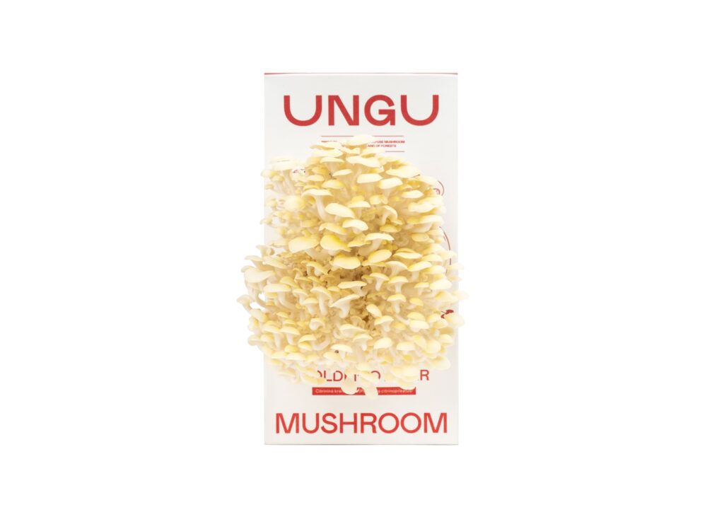 PINK & GOLDEN OYSTER MUSHROOM GROW KITS | SIZE S - Image 4