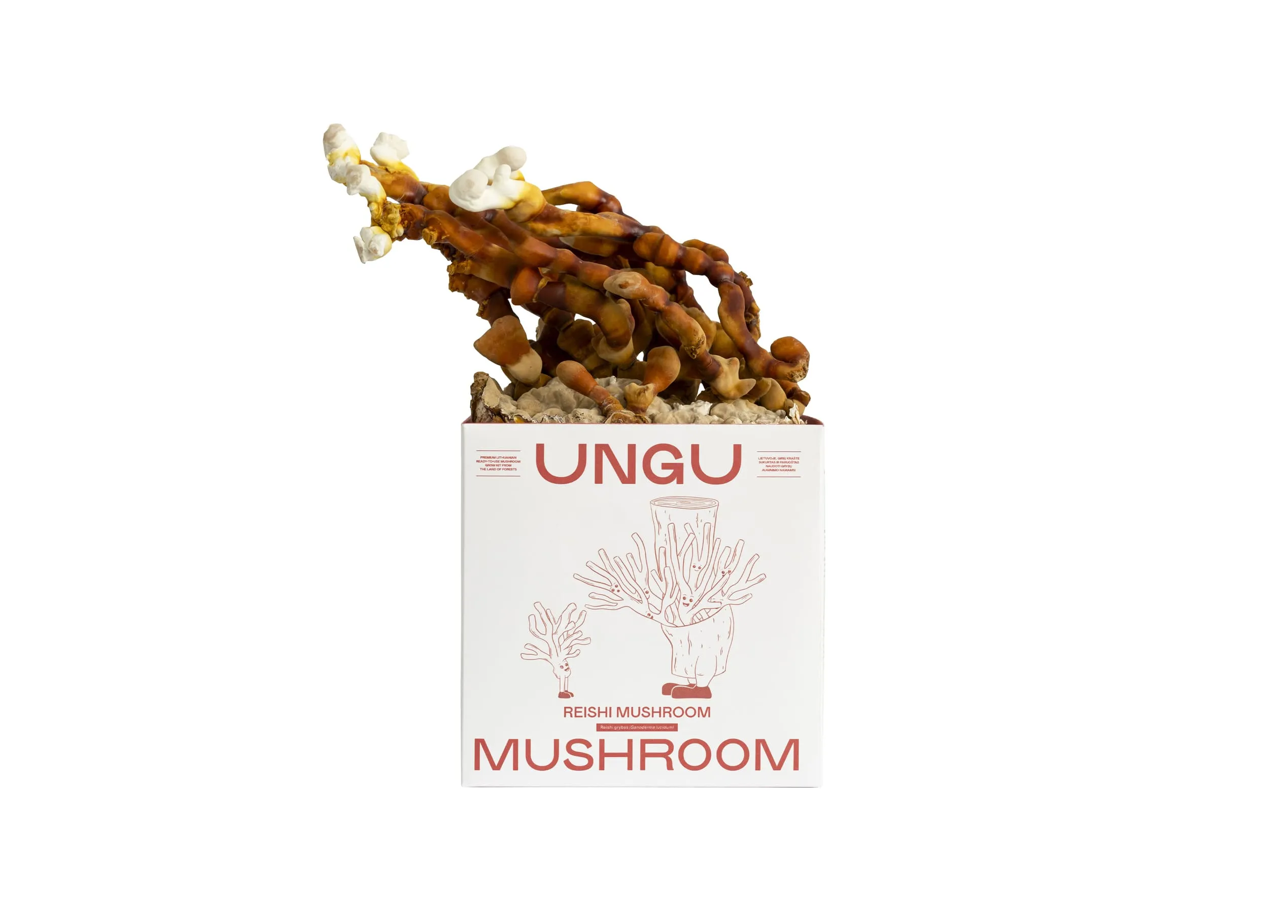 Reishi grybų auginimo rinkinys | DYDIS M - Image 2