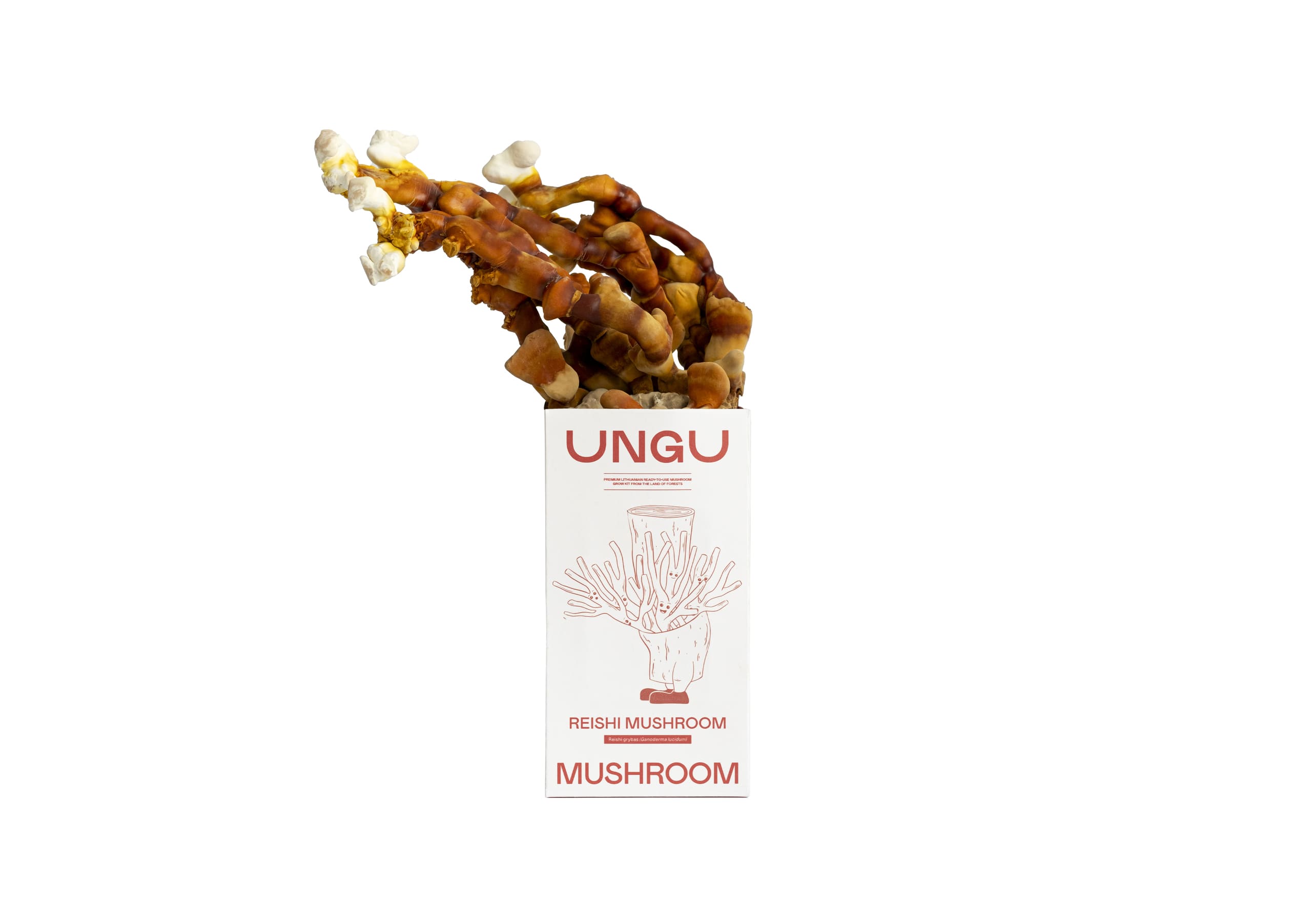 Reishi grybų auginimo rinkinys | DYDIS S - Image 2