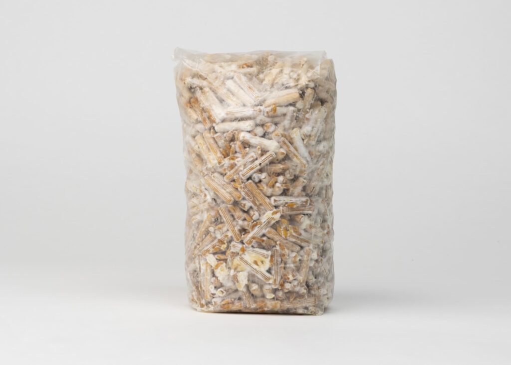 Chaga Plug Spawn, 1000 pieces - Image 4