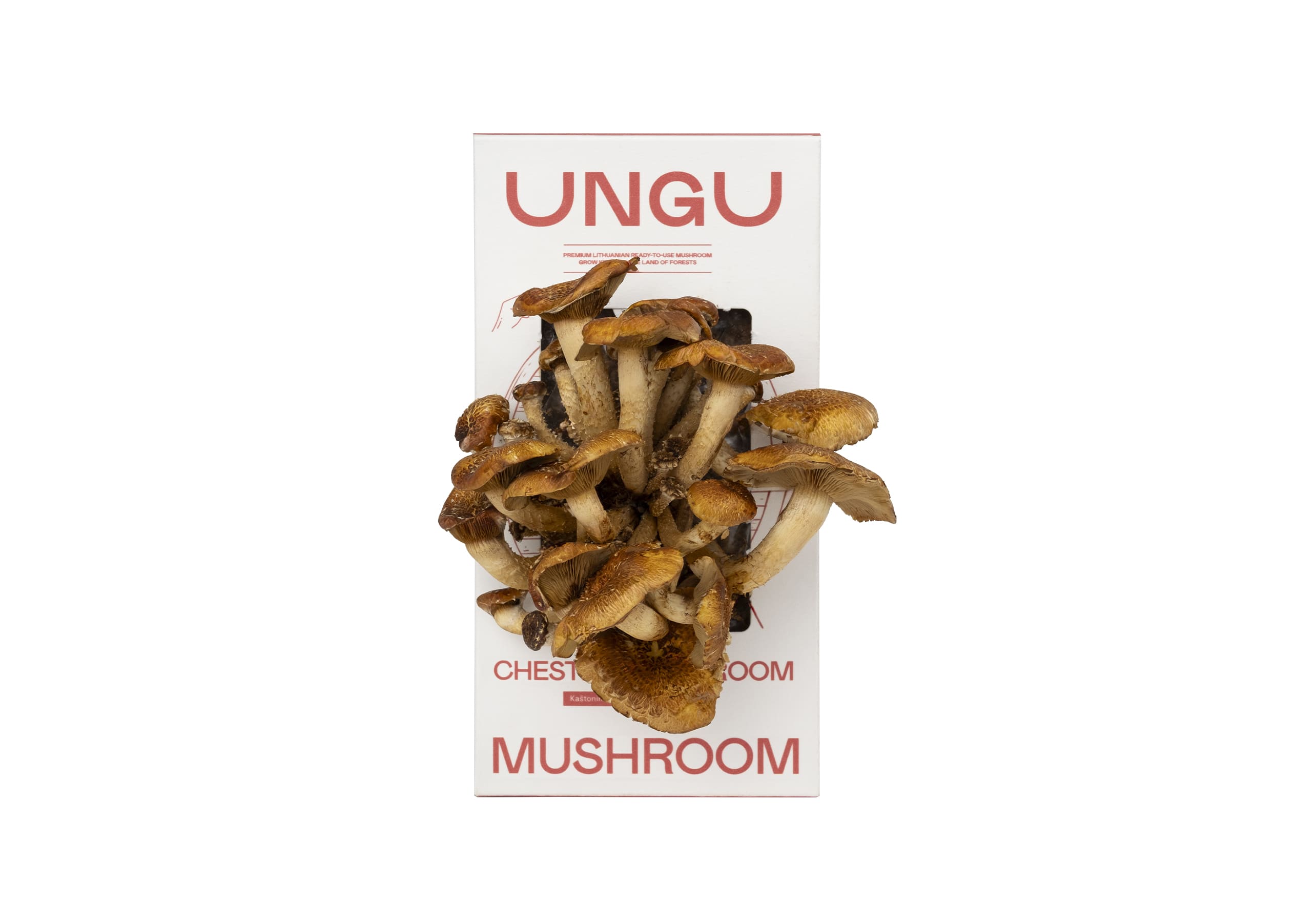 Kaštoninių grybų auginimo rinkinys | DYDIS S - Image 2