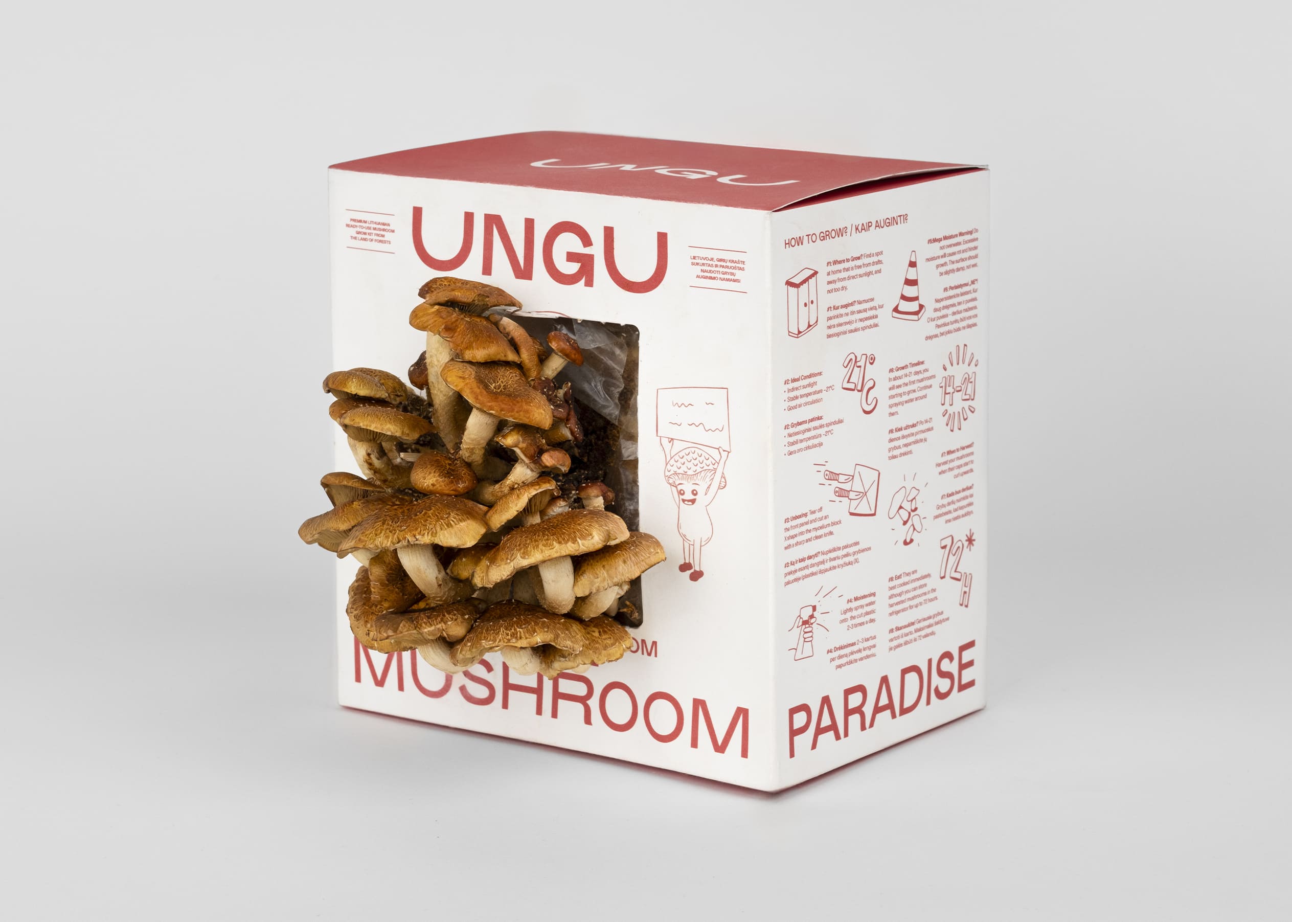 Kaštoninių grybų auginimo rinkinys | DYDIS M - Image 3