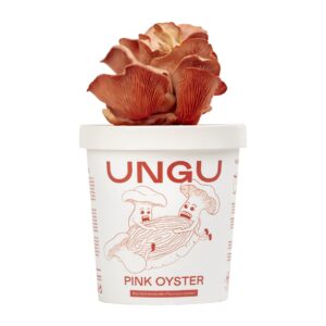 Pink Oyster Grow Kit | 2xCUP