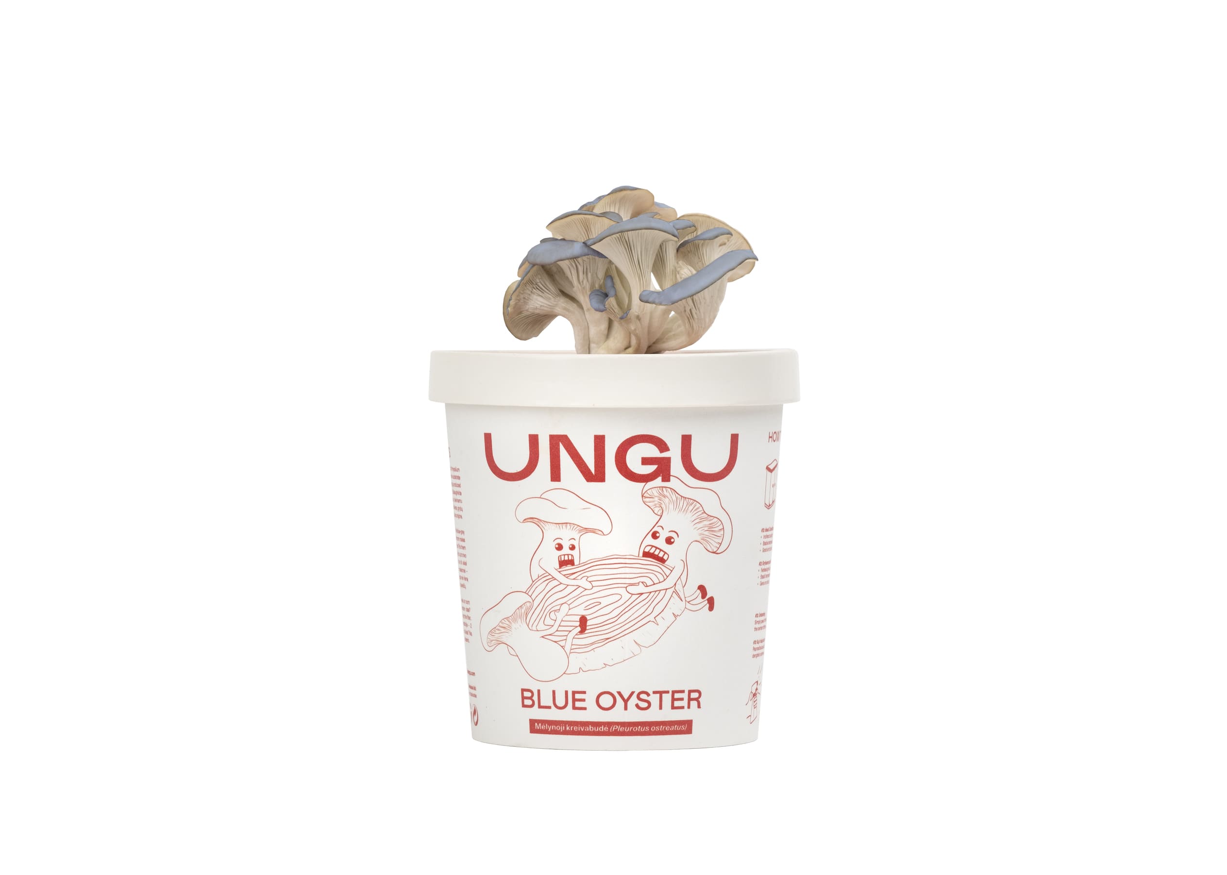 Mėlynųjų kreivabudžių auginimo rinkinys | 2xPuodeliai - Image 2