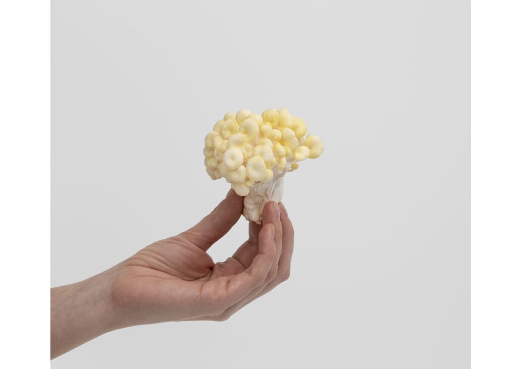 PINK & GOLDEN OYSTER MUSHROOM GROW KITS | SIZE M - Image 7