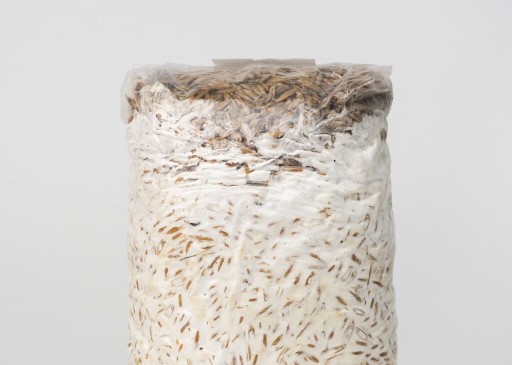 Grybiena grūduose, 1 kg - Image 4