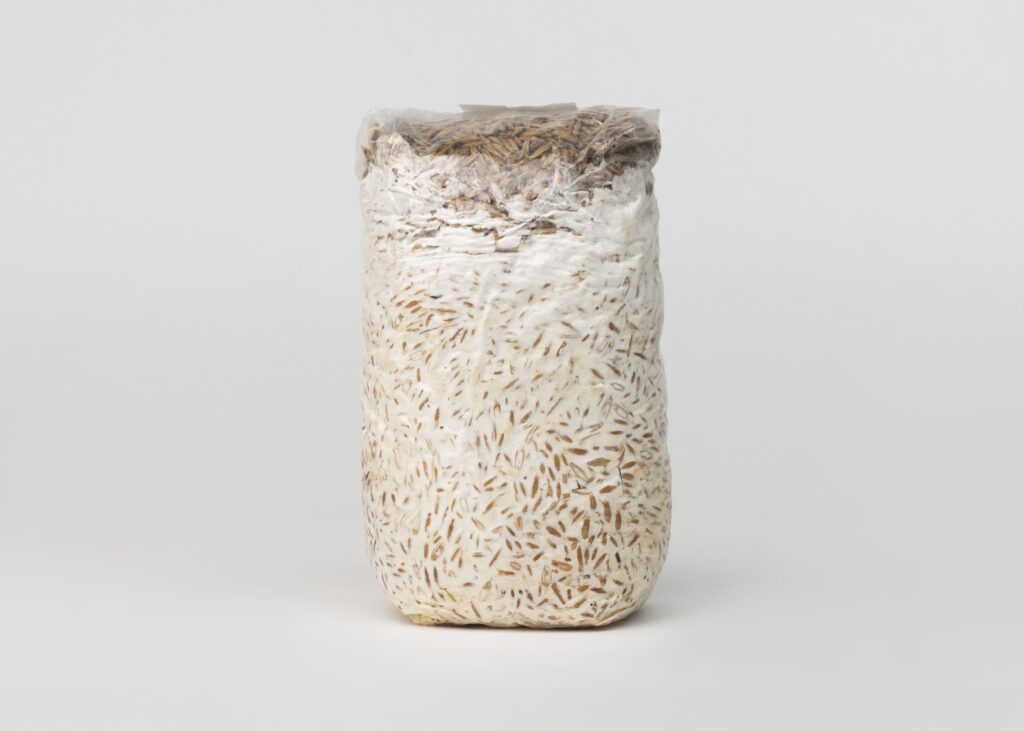 Grybiena grūduose, 1 kg - Image 3