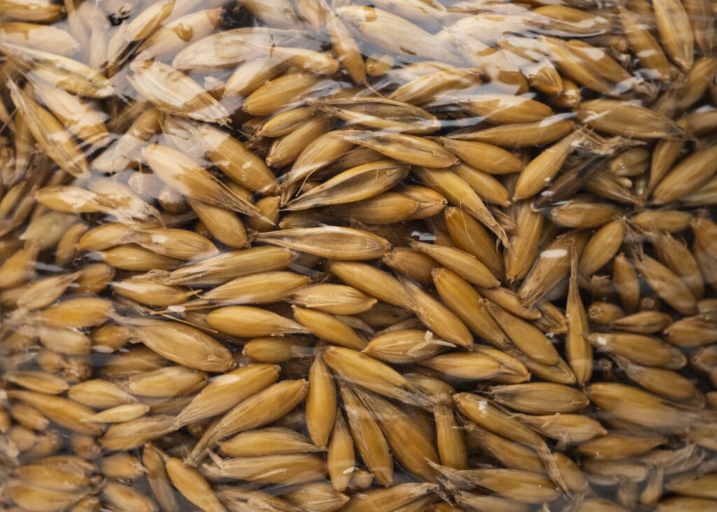 Sterile Grain, 1 kg - Image 4