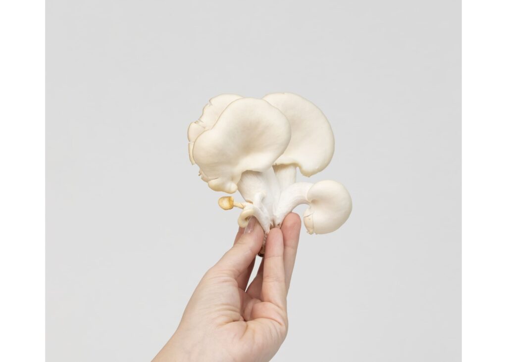 WHITE & PINK OYSTER MUSHROOM GROW KITS | SIZE M - Image 8